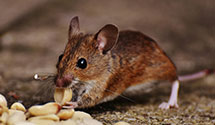 24 Hour & Emergency Exterminators in Sagle, ID